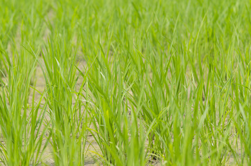 Close up green rice field