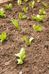 planting young seedlings of lettuce salad
