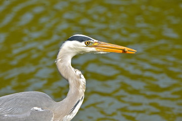 Héron pêchant un petit poisson