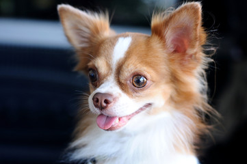 Obraz premium Cute chihuahua portrait, looking something.