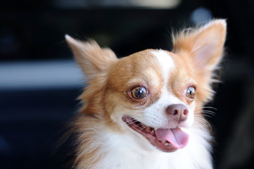 Cute chihuahua portrait, looking something.