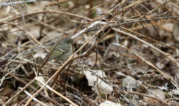 Roitelet &agrave; couronne rubis