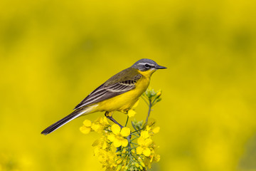 Western yellow wagtail sitting on rapeseed field flower. Spring background.