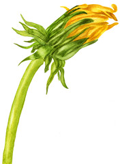 Obraz premium Risen bud dandelion. Watercolor botanical illustration. watercolor flower, Isolated on white background.