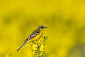 Western yellow wagtail sitting on rapeseed field flower. Spring background.