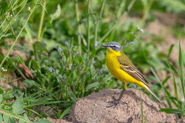 Western yellow wagtail sitting on a weathered ground in the green spring grass.