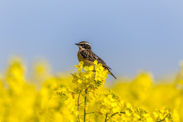 European stonechat (Saxicola rubicola) sitting at the blooming rapeseed field.