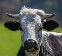 Vache de race Vosgienne