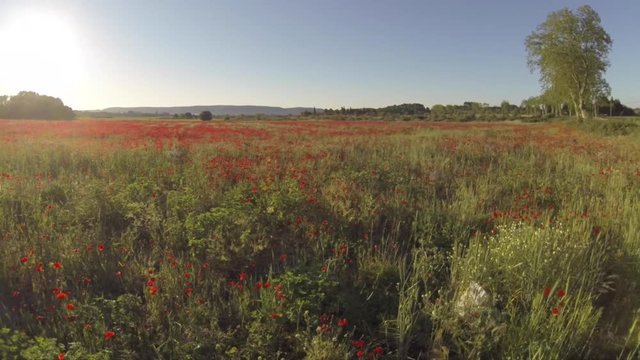 Champs de coquelicots en video