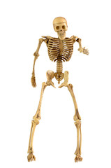 Human skeleton bone standing action