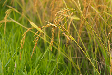 Rice spike in rice field