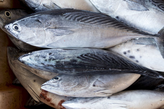 fresh fish in market.
