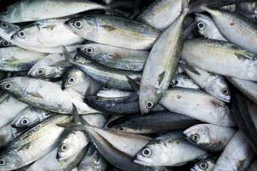 fresh fish