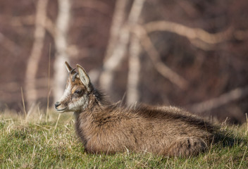 Chamois