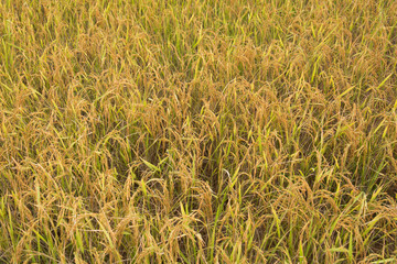  Rice field,thailand