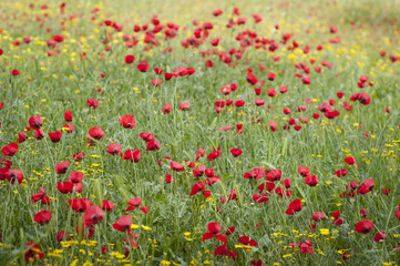 Poppy flowers in bloom, poppy field stock image. 