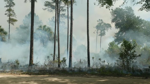 4K Florida Park Service Prescribed Burn 2