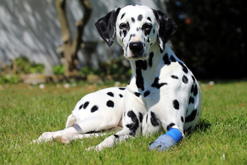 hund mit kranker Pfote, verbunden