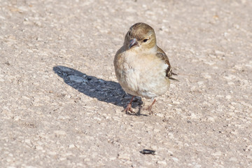 Sparrow wants to eat (look at) seed.