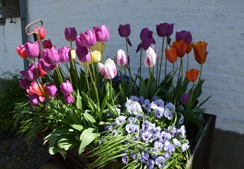 bunte Frühlingsblumen