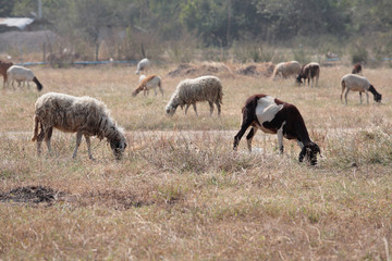 lot of goat in field.