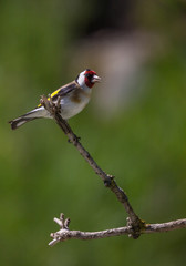 Chardonneret élégant