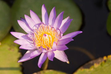 Beautiful Purple Lotus