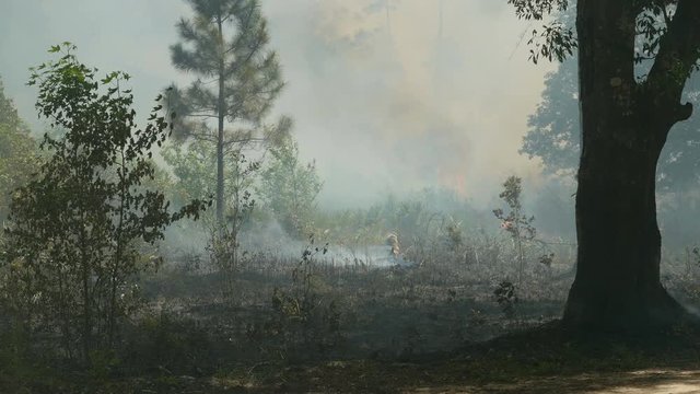 4K Florida Park Service Prescribed Burn 4