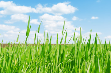 Fototapeta premium green grass in spring closeup