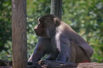 Pavian sitting and looking in zoo