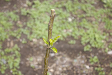 Fototapeta premium trees