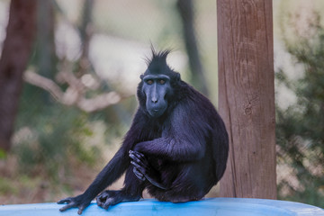 Crested macaque portrait.