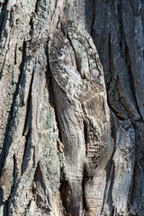 Rough texture of old tree trunk