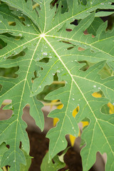 Papaya green leaves background