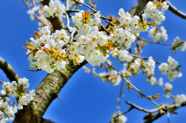 Leuchtend weiße Kirschblüten vor blauem Himmel