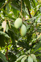 Bunch ofgreen mango on tree. Selective focus on