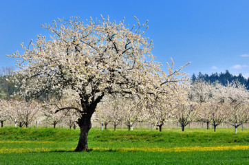 Fototapeta premium Weiße Blütenpracht - Kirschbaumplantage in der Fränkischen Schweiz