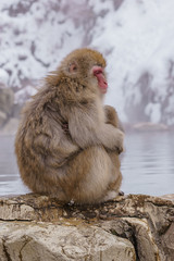Japanese macaque bathing in hot springs, Nagano, Japan