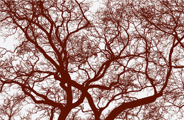 silhouette of the crooked tree branches