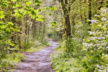 Waldweg im Sommer