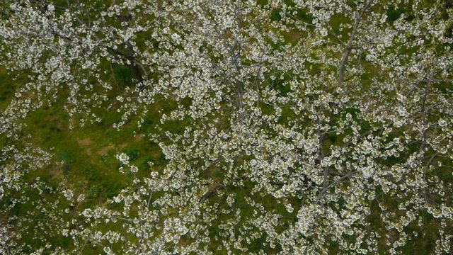Aerial close detail, slow descending the cherry blossoms in the orchard, early spring time, late afternoon.
