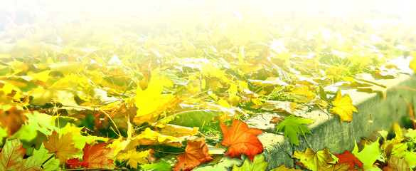 Naklejka na ściany i meble Autumn foliage. Golden Autumn. Colorful autumn leaves
