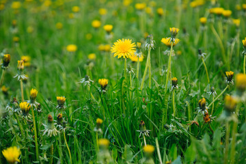 Fototapeta premium Beutiful sunny summer background with dandelions