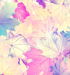 Fototapeta na wymiar Autumn foliage. Golden Autumn. Colorful autumn leaves