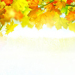 Autumn foliage. Golden Autumn. Colorful autumn leaves