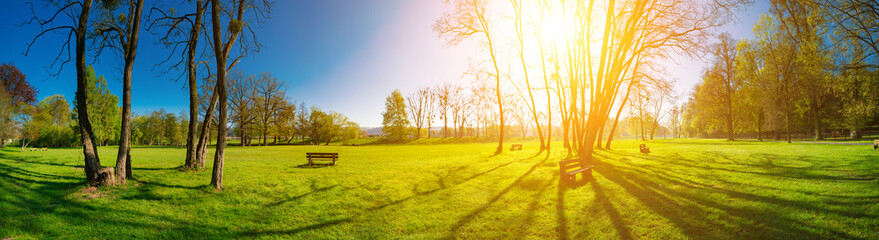 sunny morning in spring park