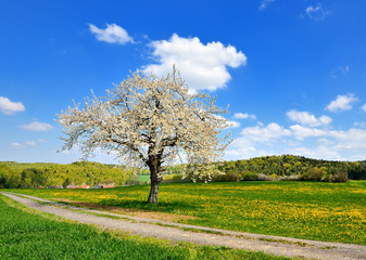 Fototapeta na wymiar Frühlingslandschaft mit blühendem Kirschbaum