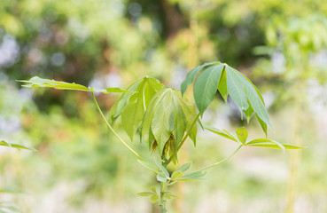 cassava