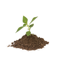 Young plant on a white background