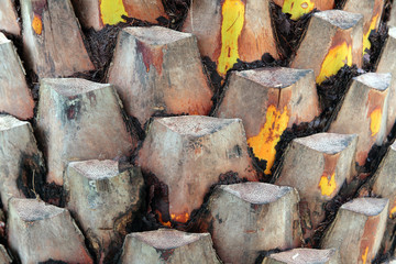 Upper trunk detail of palm tree background texture pattern.